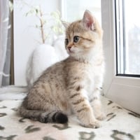 Cute Kitty