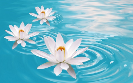 Lotus - pretty, lotus, water, blue, beautiful, beauty, colors, lovely, flowers, white, nature, lake