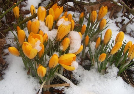 Strive for Life - flower, spring, yellow, crocus, snow