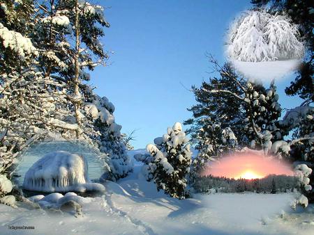 Winter in Sweden - scandinavia, trees, branches, winter, beautiful, snow, leaves, ice, cold, snowfall, sun, sky