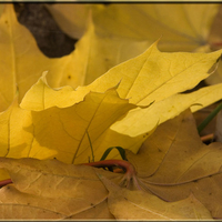 Fall Autumn