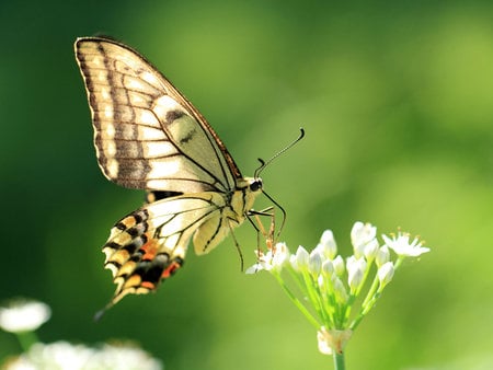 Gentle Landing - cream, yellow, brown, gold, flower, orange, white, nature, butterfly, insect