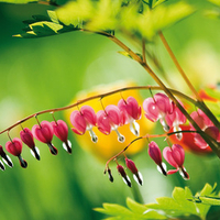 Bell-Flower
