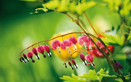 Bell-Flower - nature, nice, pink, funny, flower