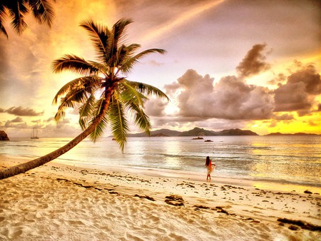 It's your dream? - sea, palms, sunset, beach