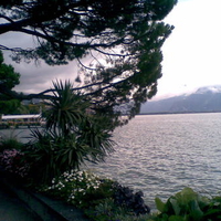 lake and tree