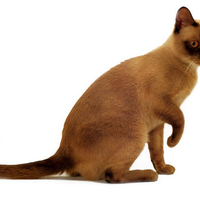 Majestic cat