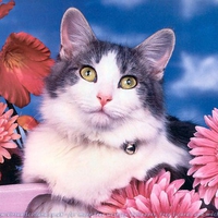 Sweet cat among flowers
