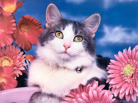 Sweet cat among flowers - flower, animal, kitten, cat, sweet