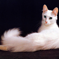 Cat photography