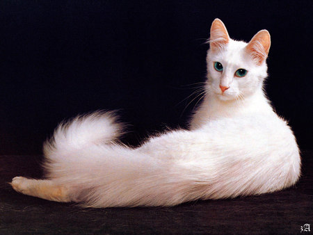 Cat photography - cat, white, black, kitten