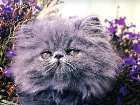 Fluffy grey kitten - flower, kitten, cat, sweet, fluffy