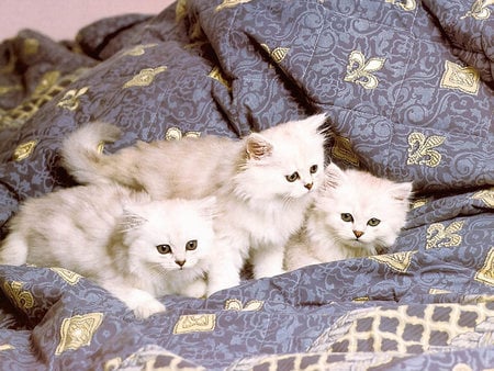 Kitten trio