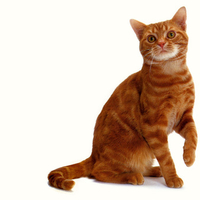 Cute cat