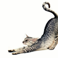 Tiger cat