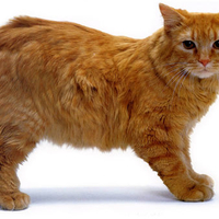 Longhair cat