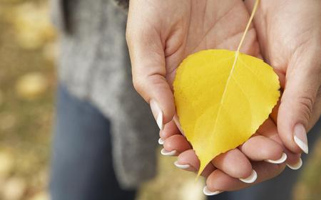 Yellow leaf - nice, autumn, colours, yellow