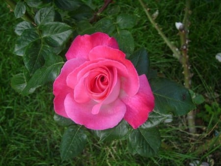 pink rose - flowers, lovely, rose, pink