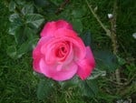 pink rose