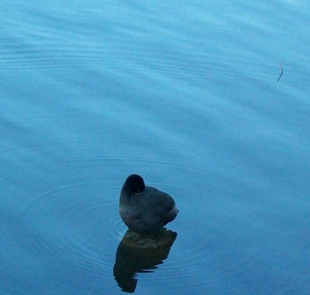 nearly headless duck - animal, duck, lake, blue