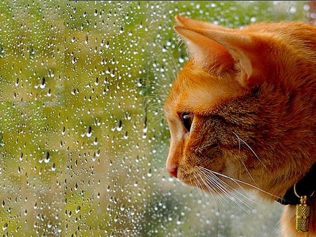 RAIN WATCHER - window, glass, cat, raindrops, golden