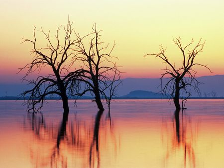 We Three Trees - branches, lake, sky, trees, water, sunset, black, yellow, reflection, pink, red