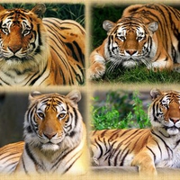 Tigers