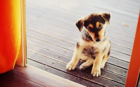 Curious Pup - autumn, fall, australian, puppy, dog, orange, shepherd