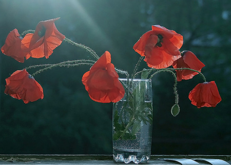 poppies vase - vase, poppies, nature, photography, nice, art