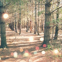 Enchanted Woods