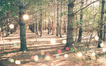 Enchanted Woods - bokeh, trees, woods, magical, light, enchanted