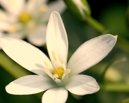 Pretty Flower - back flower, grass, green backdrop, flower