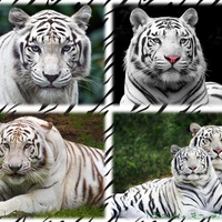 White tiger