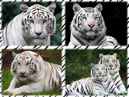 White tiger - white, wildlife, tiger, zoo, cat