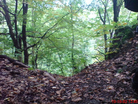 Nature - beautifull, forest, leaf, tree, nature