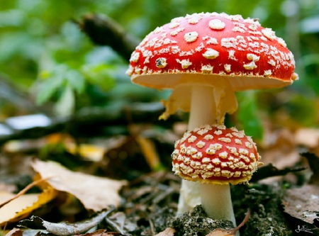 Alice's Mushrooms - white, red, spots, fly agaric, fungi, leaves, nature