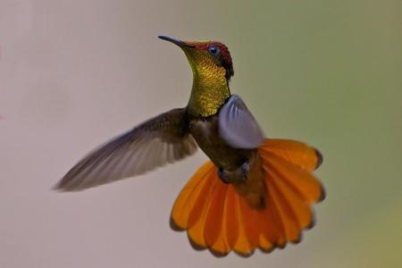 Hummingbird - feathers, hummingbird, animal, bird