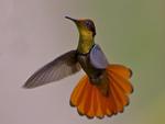 Hummingbird