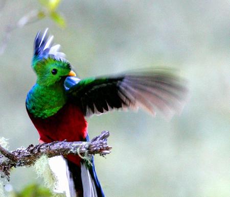 Bird - sky, animal, bird, limb