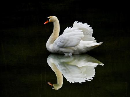 Swan - swan, reflection, water, animal, bird