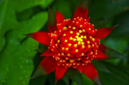 Flower - red, flower, leaves, yellow, nature