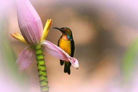 Hummingbird - animal, bird, flower, hummingbird