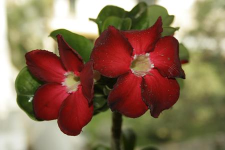 Flower - red, petals, light, flowers, leaves, nature