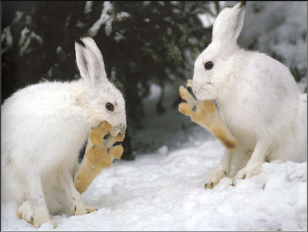 White rabbits *Copito* - white, rabbit, animal, rodent, snow