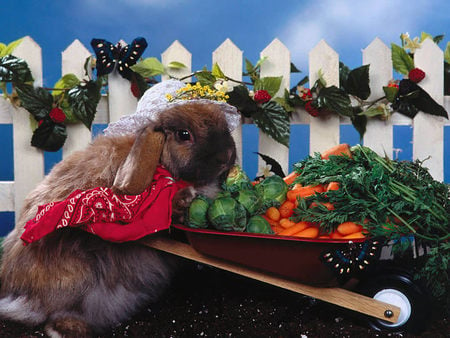 I am selling vegetables - rabbit, vegetable, roden, carrot