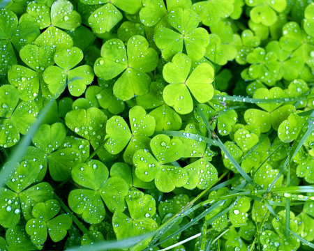 Holidays_St._Patrick_s_Day_Green_clover - nature, green, leaf, grass