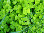 Holidays_St._Patrick_s_Day_Green_clover