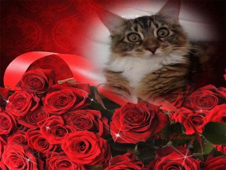 BEAUTIFUL - cute, roses, kitten, red