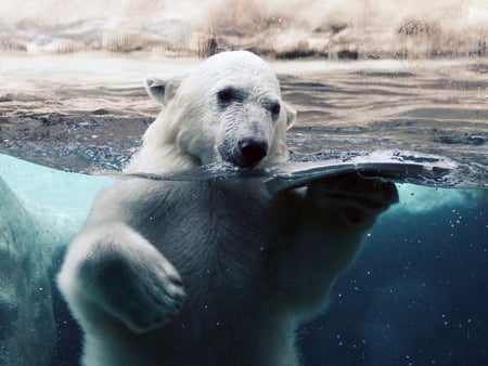 Polar bear - nature, amazing, polar bears, nice, bears