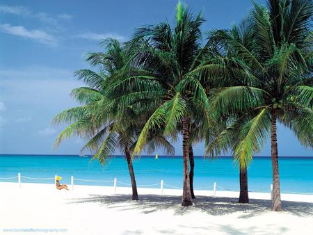 The Caymens - caymen, blue water, beach, palm tree